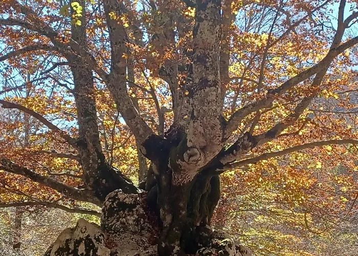 Principe Di Napoli Apartment Pescasseroli